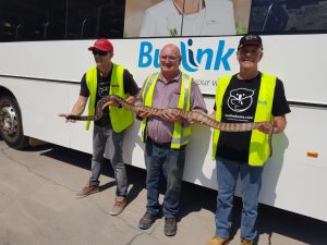 Buslink Snake